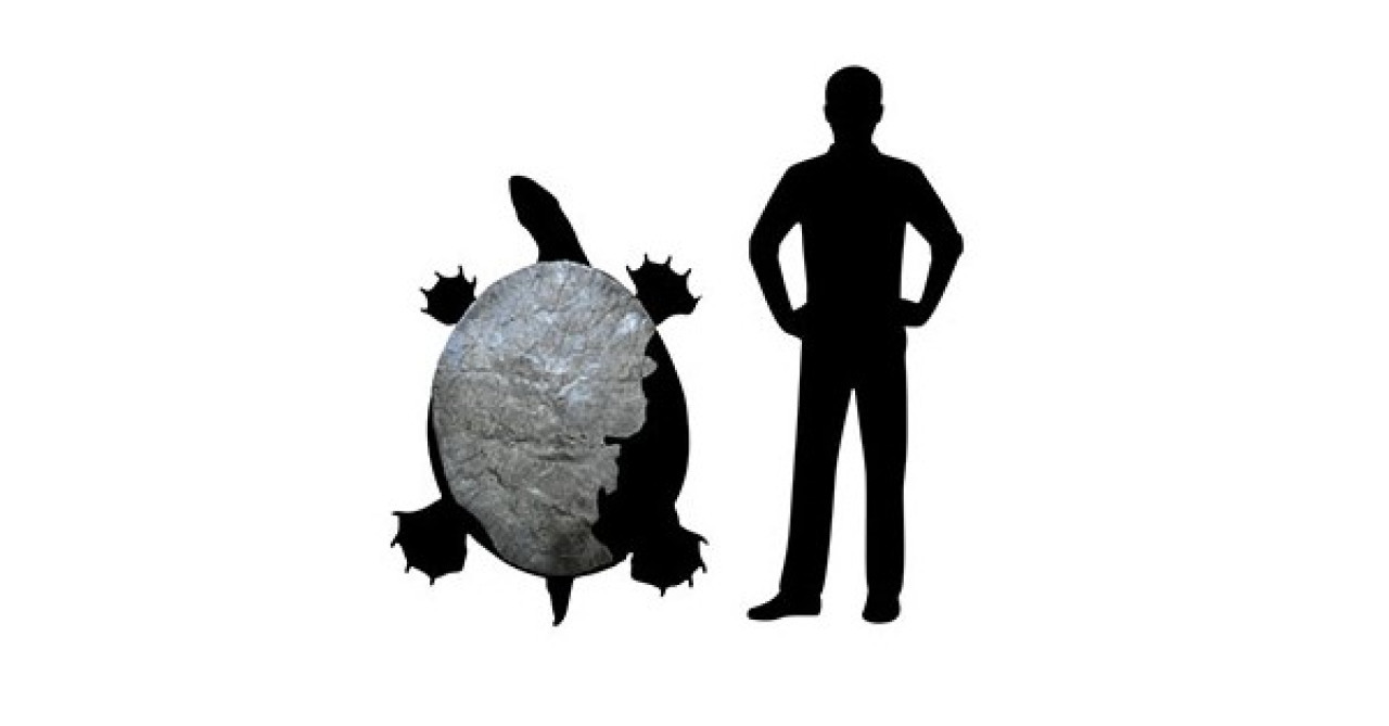 Descubre el fósil de una tortuga gigante en Colombia. Foto: Universidad del Rosario